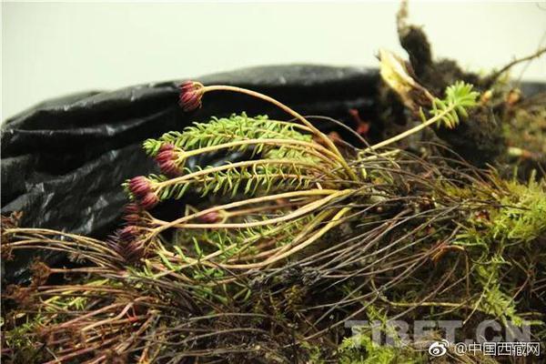 酒文化知识简介