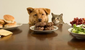 宠物粮食属于商标哪个类别 宠物粮食属于商标哪个类别