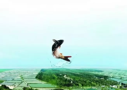 菏泽“郓城黄河鲤鱼”提交全国地理标志证明商标! 菏泽“郓城黄河鲤鱼”提交全国地理标志证明商标!