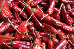 高向秋:黑土地上的“辣椒王” 高向秋:黑土地上的“辣椒王”