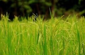 称“稻花香”商标遭擅用,生产商、销售商均被诉侵权 称“稻花香”商标遭擅用,生产商、销售商均被诉侵权