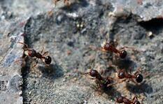 两只“蚂蚁”因商标权打架谁占理 法院：不构成