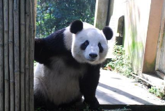 因 国宝“大熊猫“被抢注成汽车商标 500万拍卖狂赚5000倍! 因 国宝“大熊猫“被抢注成汽车商标 500万拍卖狂赚5000倍!