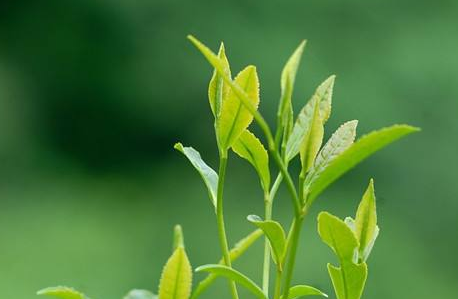 杭州绿茶”广州“打假”被索赔金额达1020万元 杭州绿茶”广州“打假”被索赔金额达1020万元