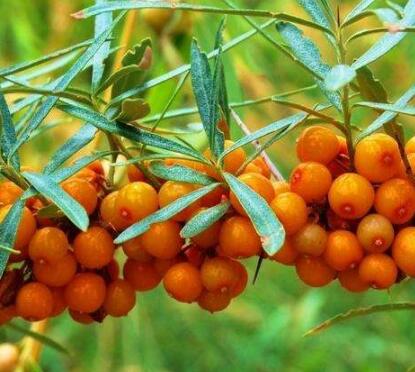 “嫩江大豆” 地理标志证明商标成功注册 “嫩江大豆” 地理标志证明商标成功注册