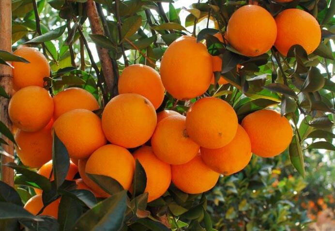 因侵犯“赣南脐橙”商标权,4嫌疑人及公司被判假冒注册商标罪 因侵犯“赣南脐橙”商标权,4嫌疑人及公司被判假冒注册商标罪