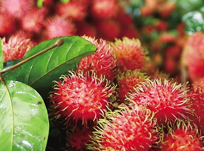 “保亭红毛丹”获得商标局认定的地理标志证明