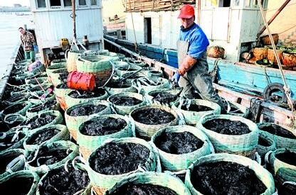 连云港紫菜入选江苏地理标志商标20强 连云港紫菜入选江苏地理标志商标20强