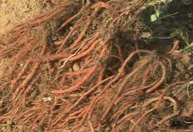 莱芜白花丹参获国家地理标志商标