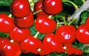 泰安：“化马湾大樱桃”获批 林业地理标志证明