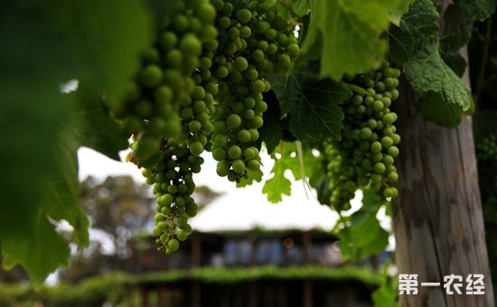 “酒庄葡萄酒”证明商标将授予中国16个酒庄  旨在保护酒庄声誉