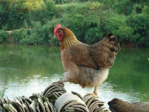 清远鸡获准注册证明商标 清远鸡获准注册证明商标