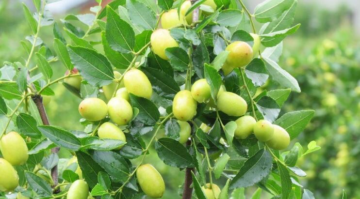 台湾商标资讯：公馆红枣刚发芽 2亿商机促进团体