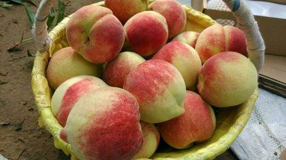 “深州蜜桃”注册为衡水市首个地理标志证明商