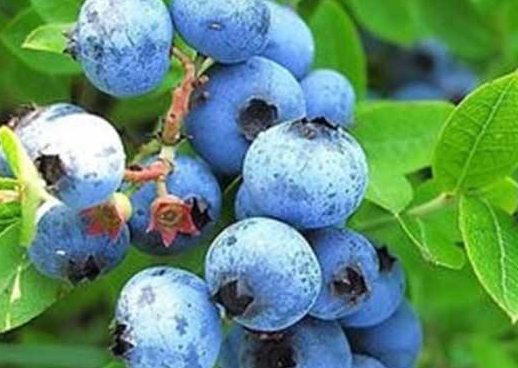 “大兴安岭蓝莓”、“大兴安岭黑木耳” 地理标