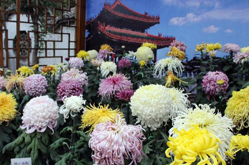 开封商标注册成果喜人，“开封菊花”或将注册