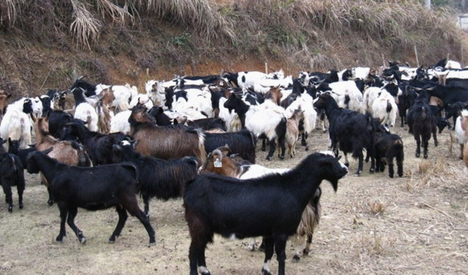 通山“通山乌骨山羊”获颁国家地理标志证明商