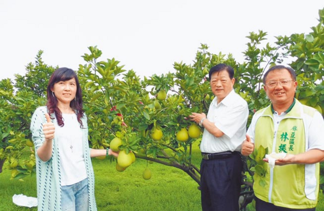 麻豆文旦產地商标 果农不埋单