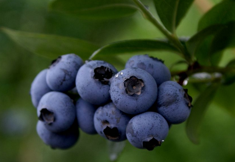 温莉莉的“商标蓝莓”