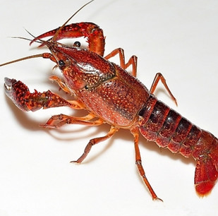 湖北荆州市闸口小龙虾喜获评中国地理标志证明