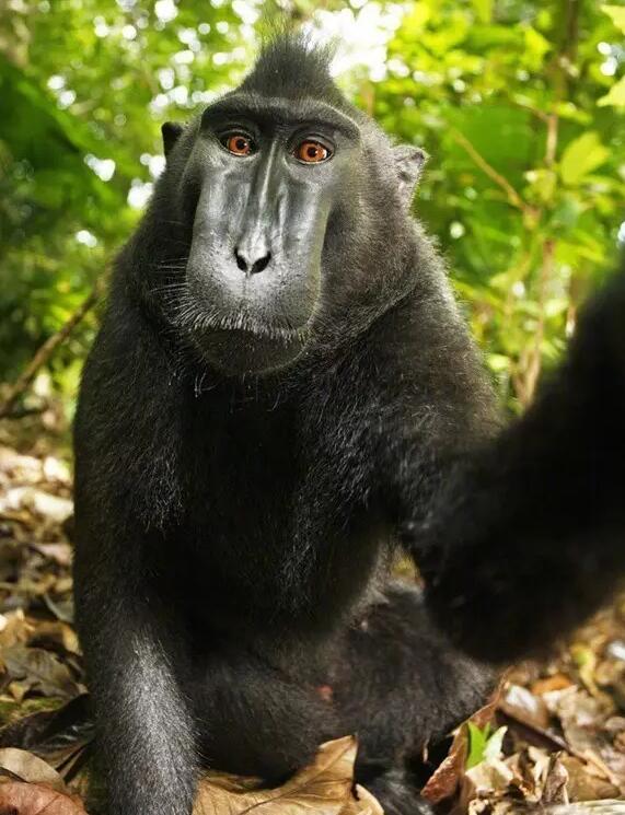 摄影师与猴子争版权，打了2年官司，终于获胜了！