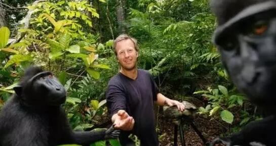 摄影师与猴子争版权，打了2年官司，终于获胜了