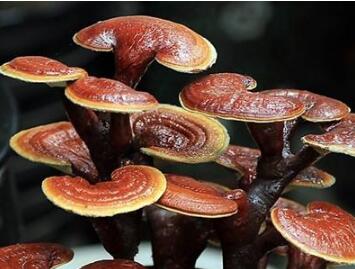 灵芝属于商标第几类? 灵芝属于商标第几类?