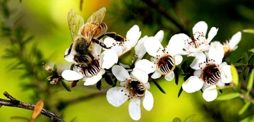 澳大利亚蜂农反对新西兰注册麦卢卡商标