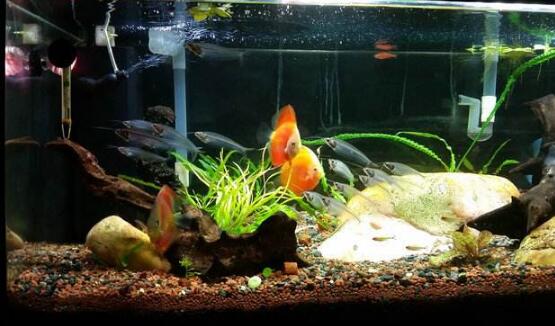 “新型鱼缸生态盆”获实用新型专利：同时养鱼