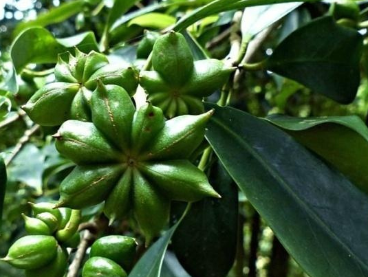 厉害啦!广西“上林八角”成地理标志证明商标