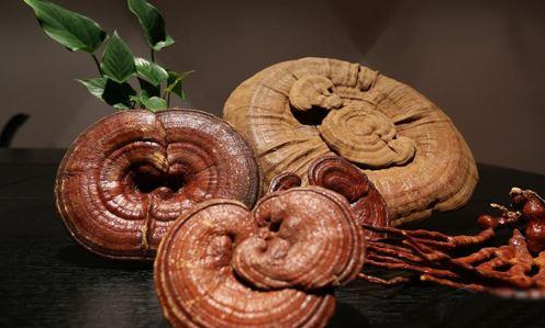 灵芝商标注册属于第几类