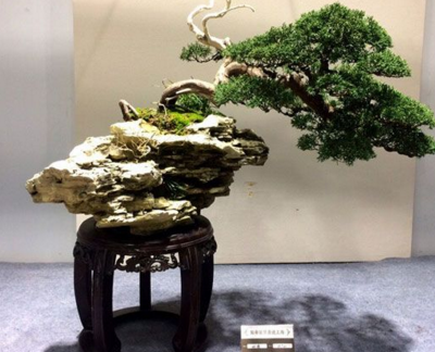 “如派”盆景首次大规模亮相上海 盆景七大流派之一名不虚传