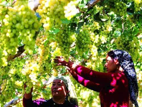 新疆“和硕葡萄”获地理标志证明商标 新疆“和硕葡萄”获地理标志证明商标