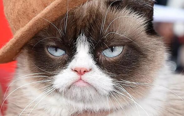 “不爽猫”因版权侵权获赔71万美元